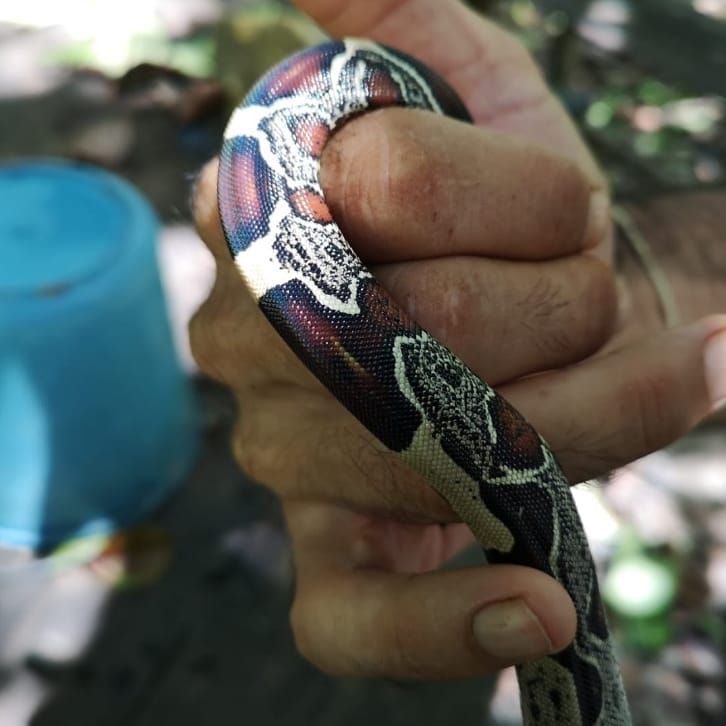 Hands holding snake, at Ampiri.