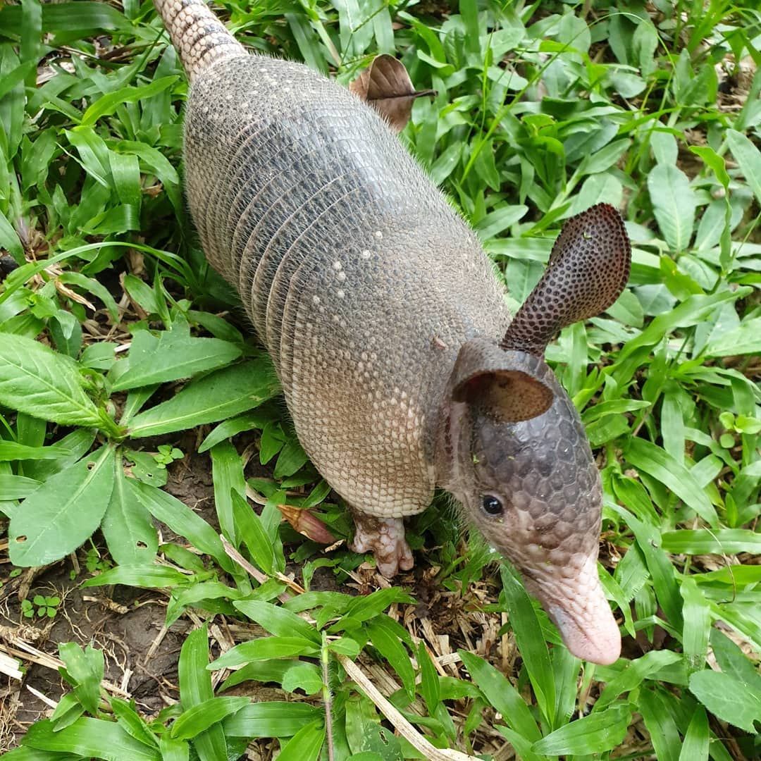 Armadillo, at Ampiri.