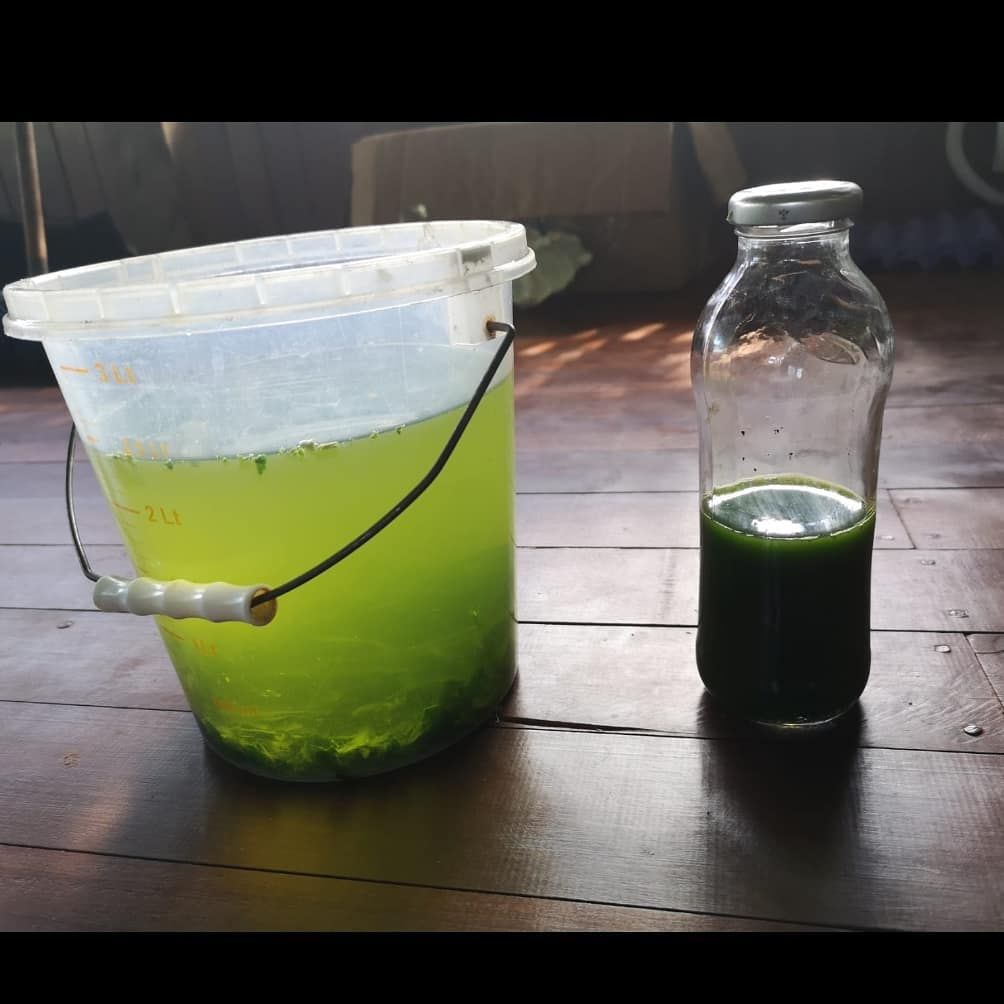 Green liquid in bucket and bottle, at Ampiri.