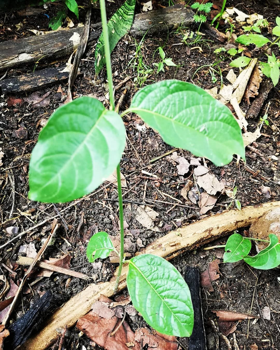 Plant leaves, at Ampiri.