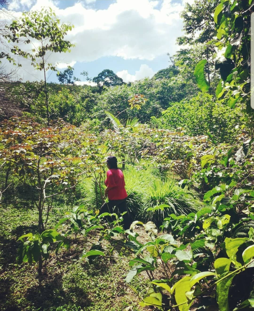 Person in forest, small, at Ampiri.