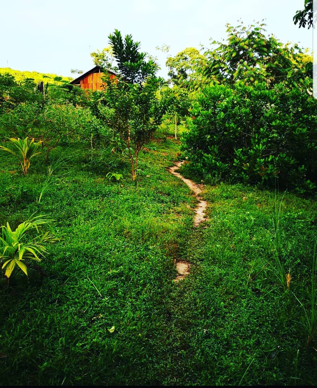 Path through grass, at Ampiri.