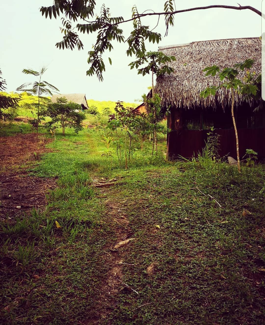 Hut in field, at Ampiri.