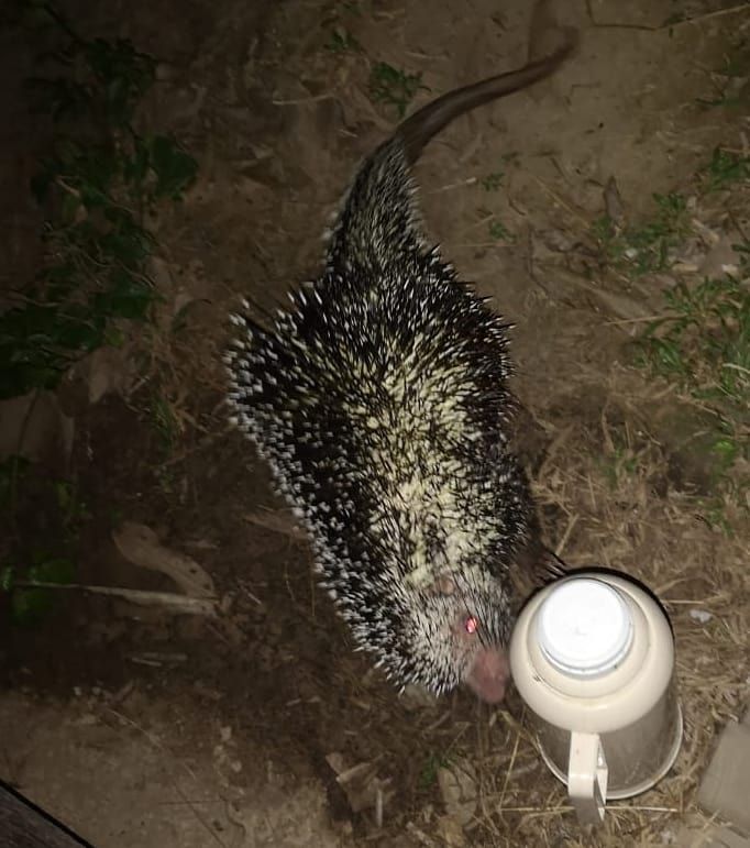 Animal on ball, close, at Ampiri.