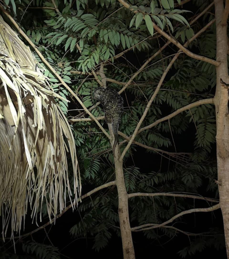 Thatch interior, at Ampiri.