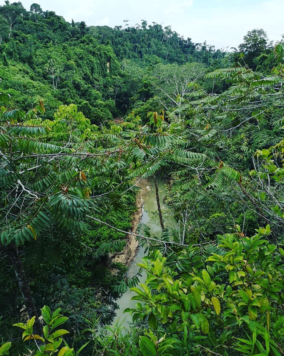 Forest hillside, at Ampiri.
