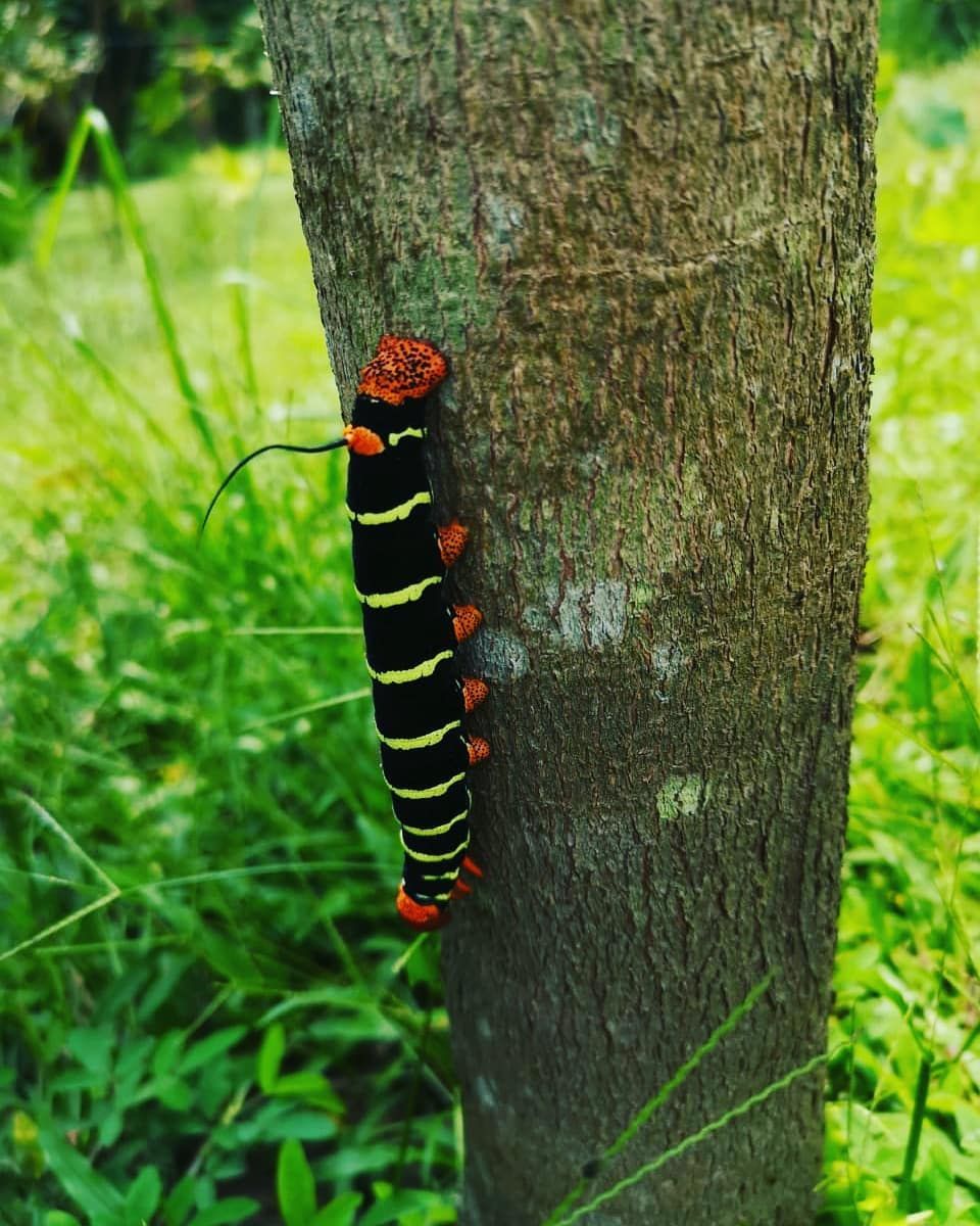 Caterpillar on tree, at Ampiri.