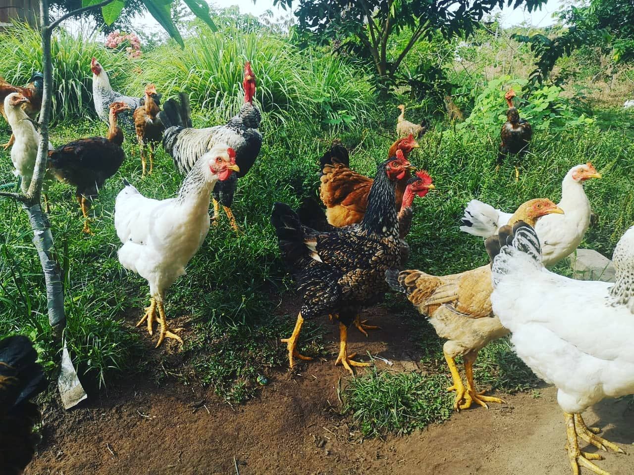 Chickens, at Ampiri.