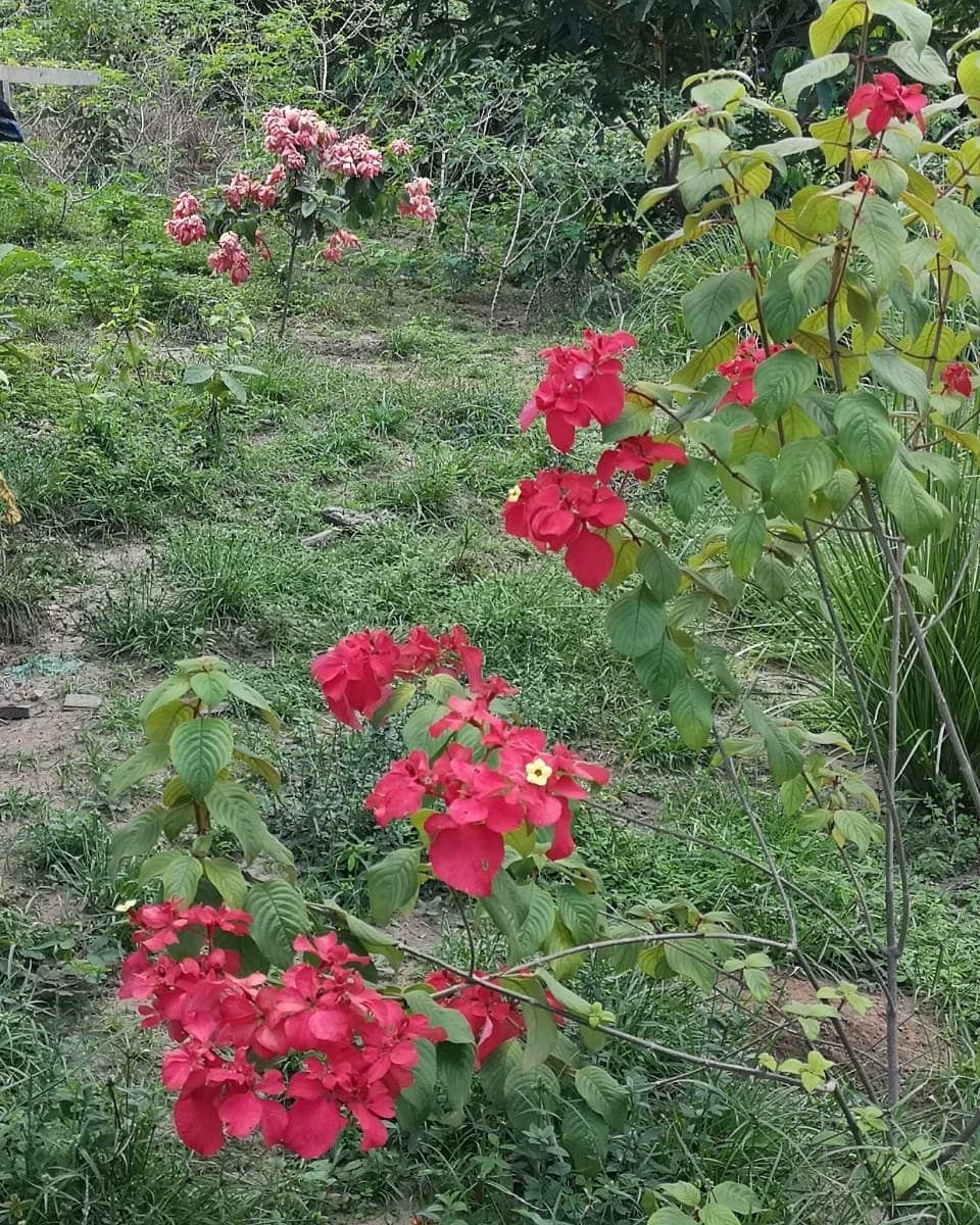 Red flowers, at Ampiri.