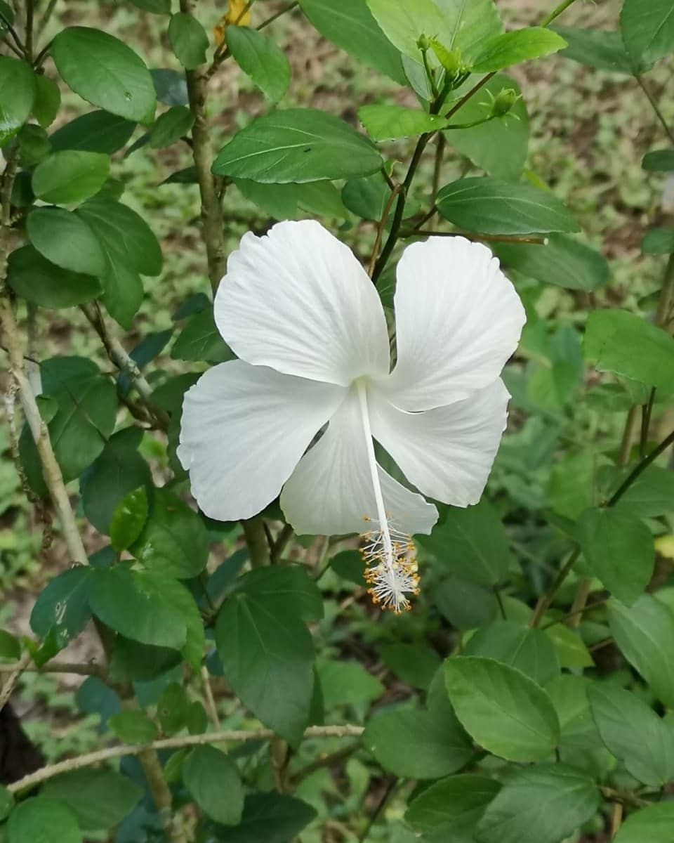 White flower, at Ampiri.