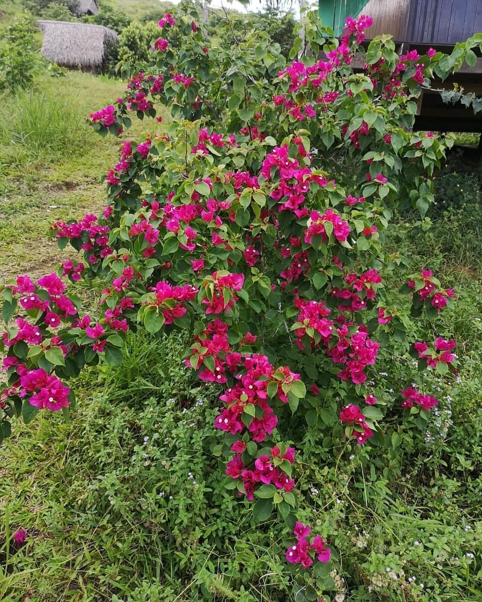 Bougainvillea, at Ampiri.
