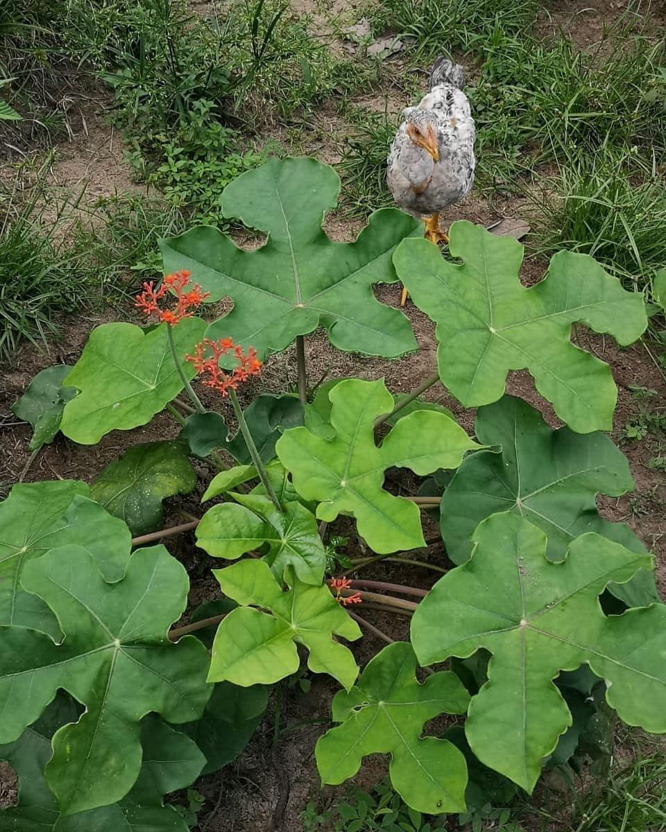 Leaves, at Ampiri.