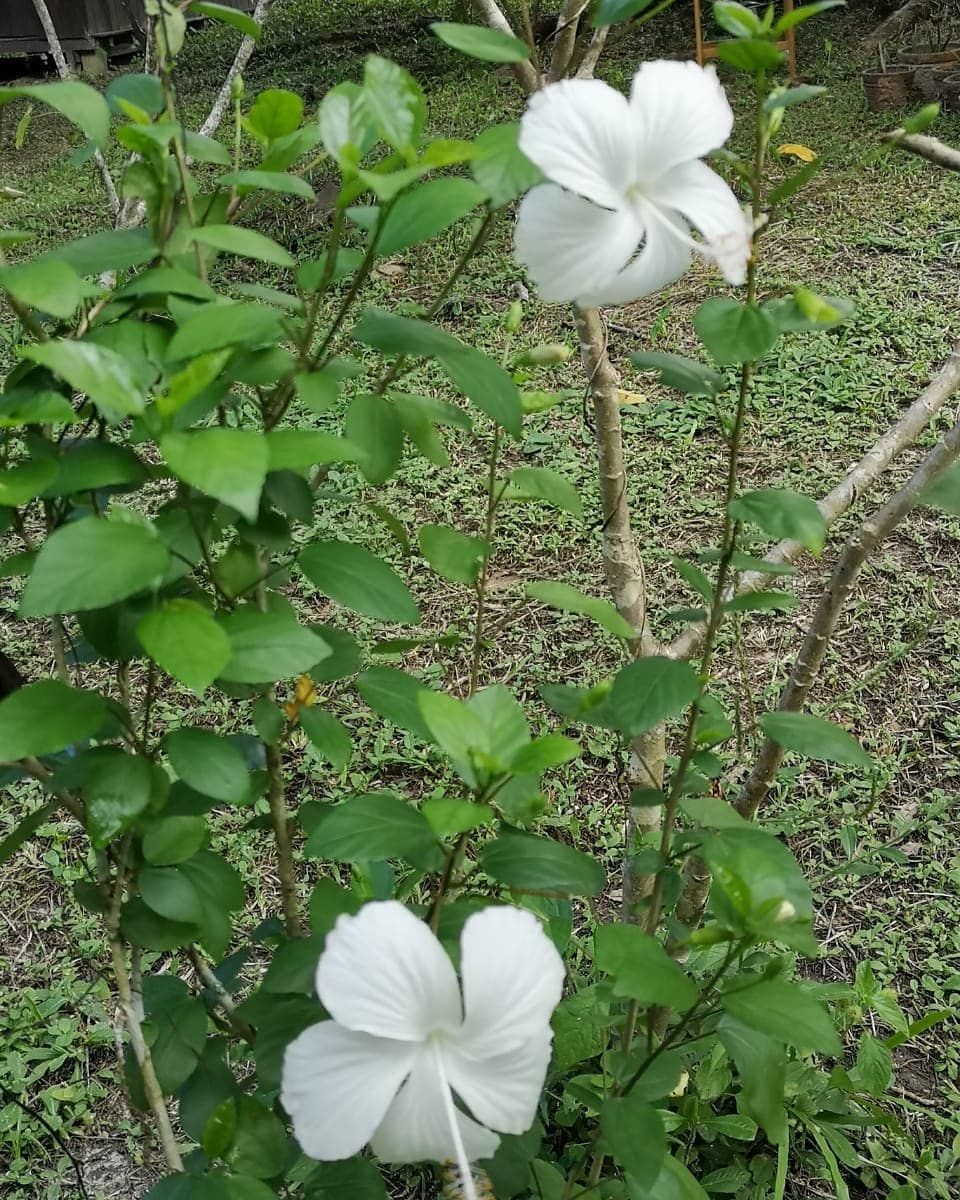 White flower, at Ampiri.