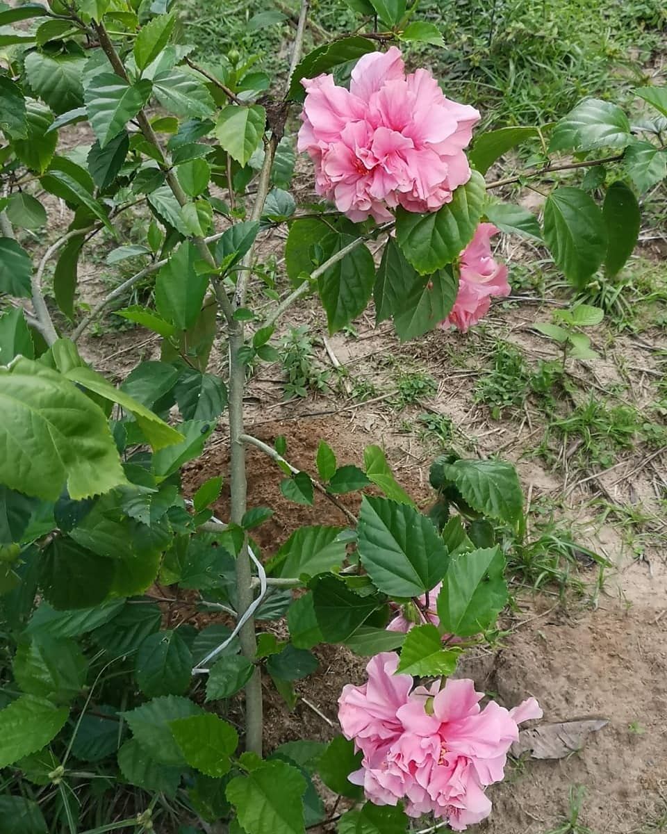 Pink flower, at Ampiri.
