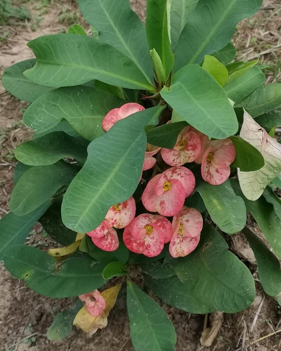 Plant with pink buds, at Ampiri.