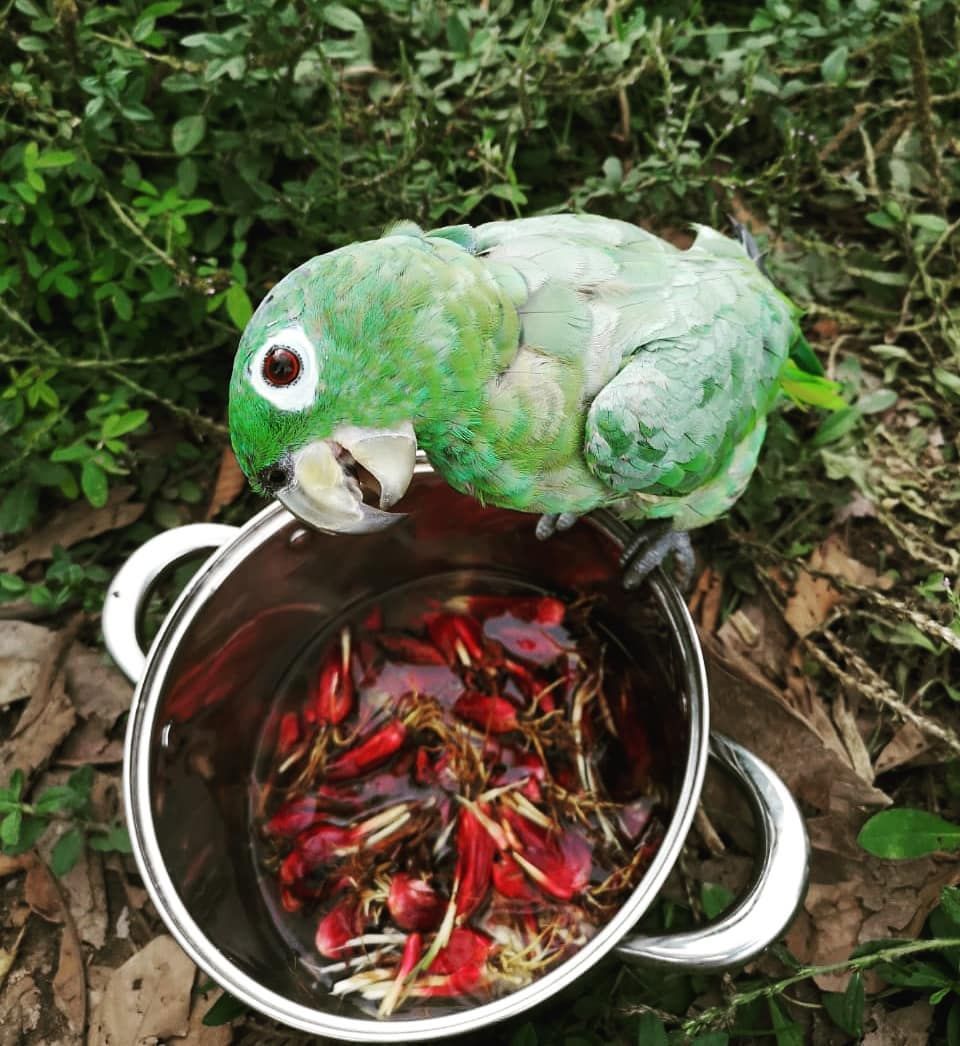 Parrot in bowl, at Ampiri.