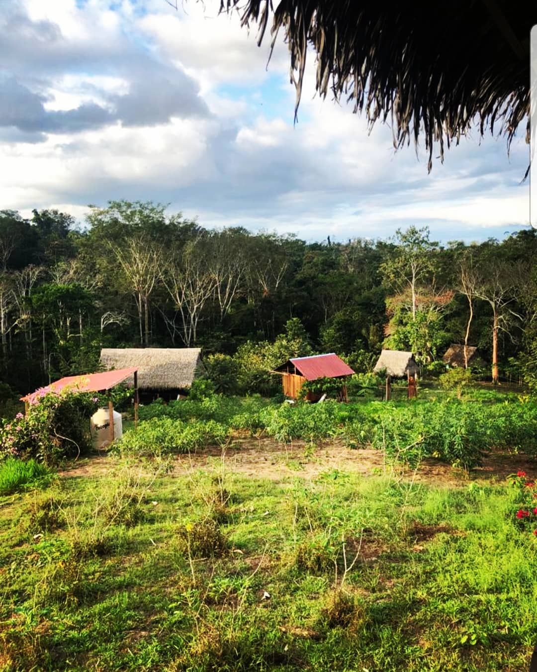 Hut in grass, at Ampiri.