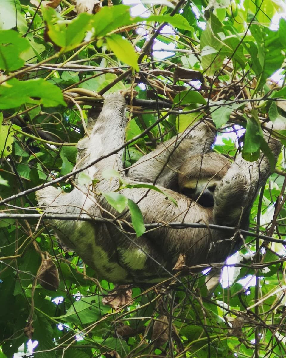 Sloth in tree, at Ampiri.