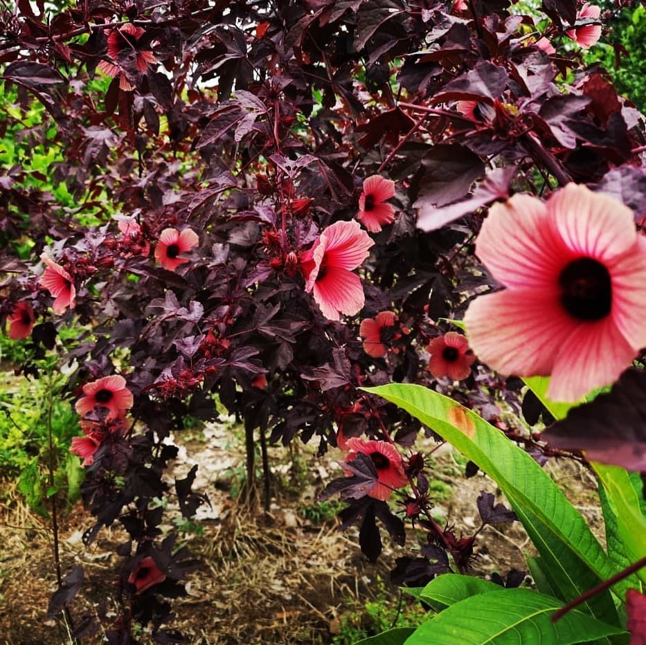 Flowers, at Ampiri.