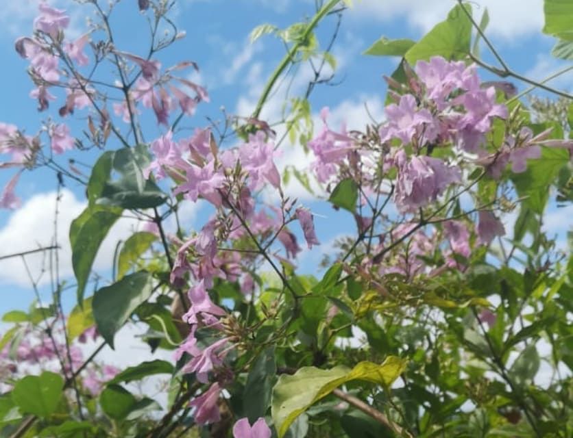 Pink flowering tree, at Ampiri.