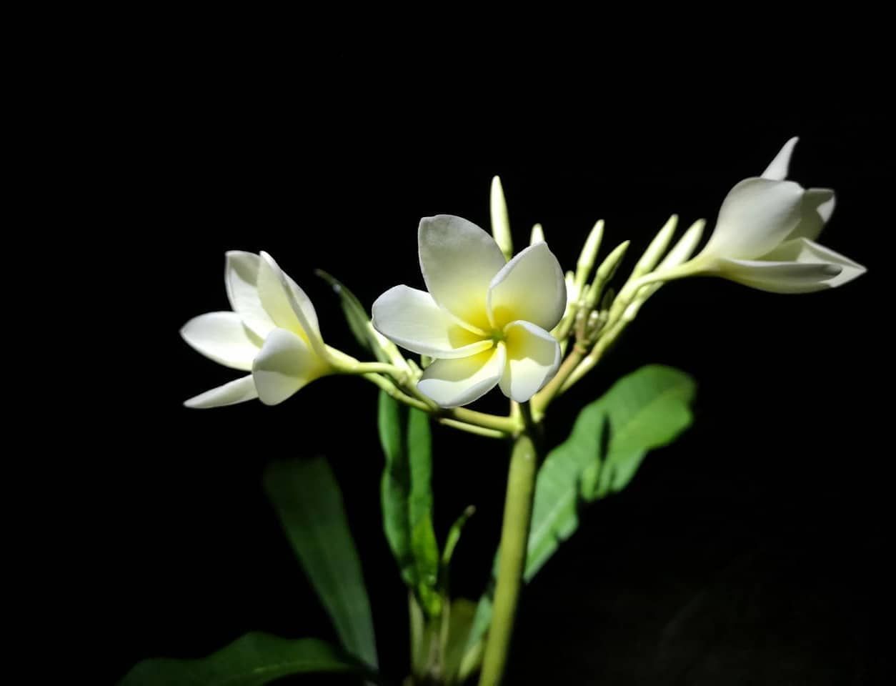 White flower on black, at Ampiri.