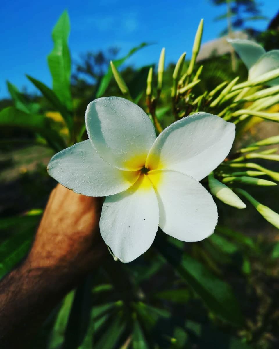 Plumeria flower, at Ampiri.