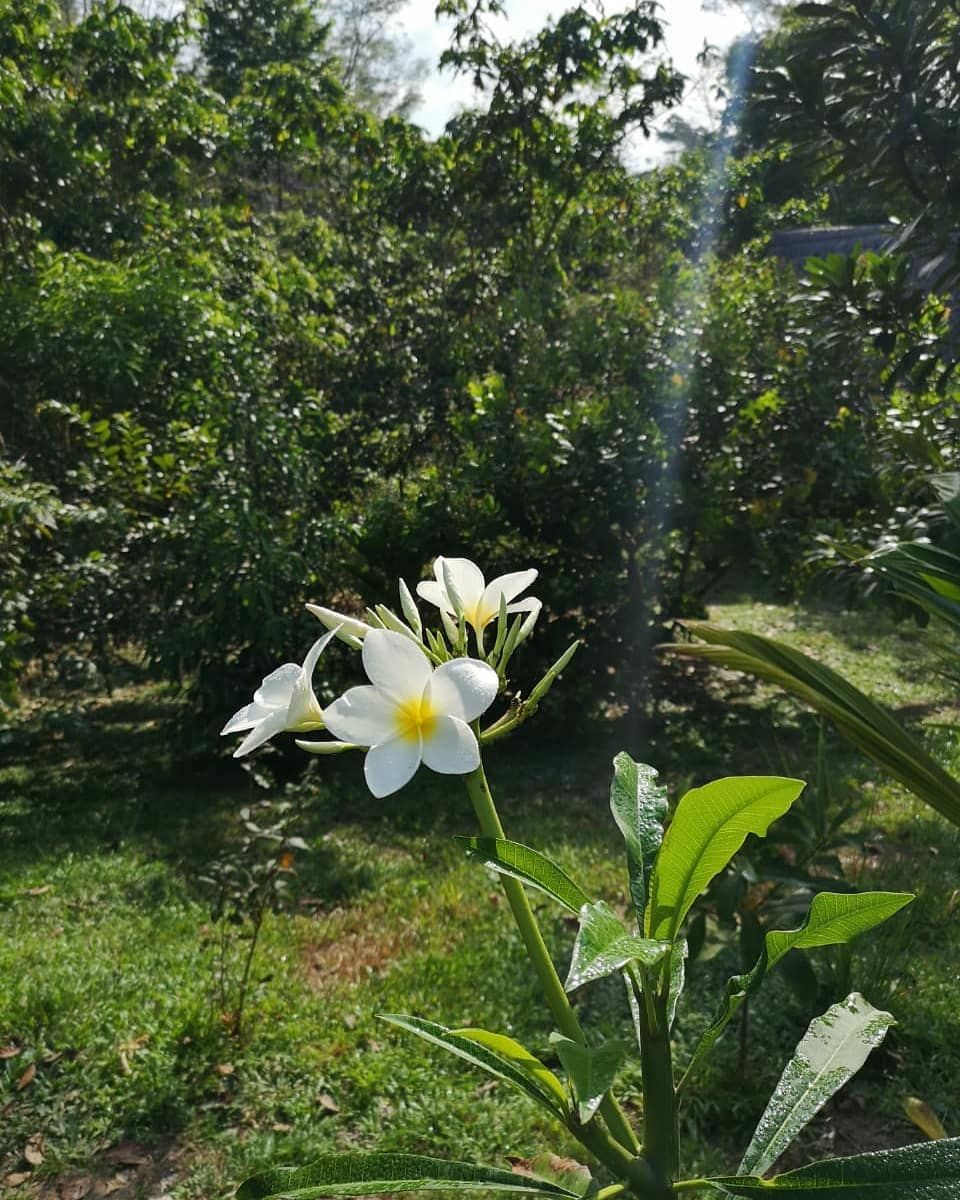 White flower on plant, at Ampiri.