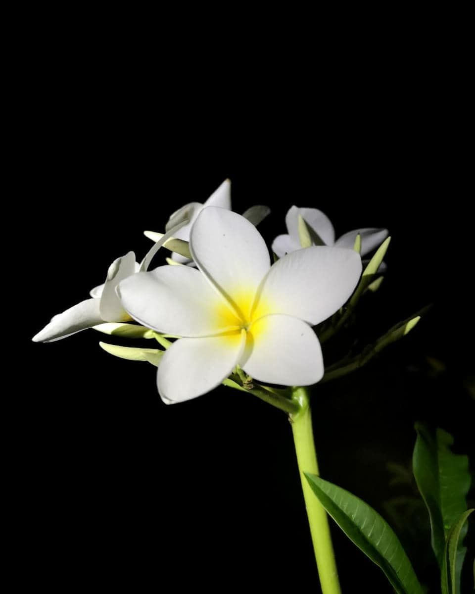 White flower on black, at Ampiri.