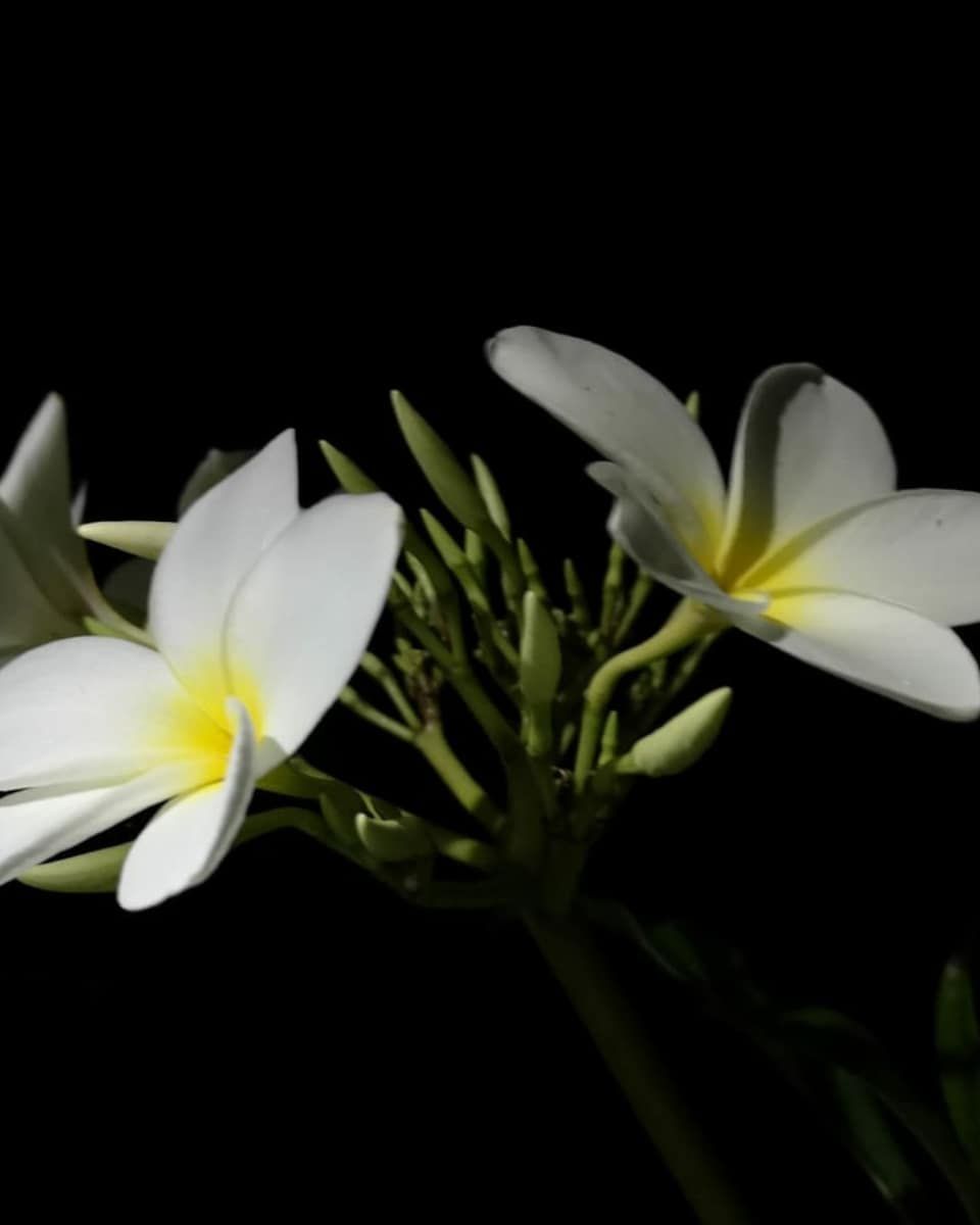 White flowers on black, at Ampiri.
