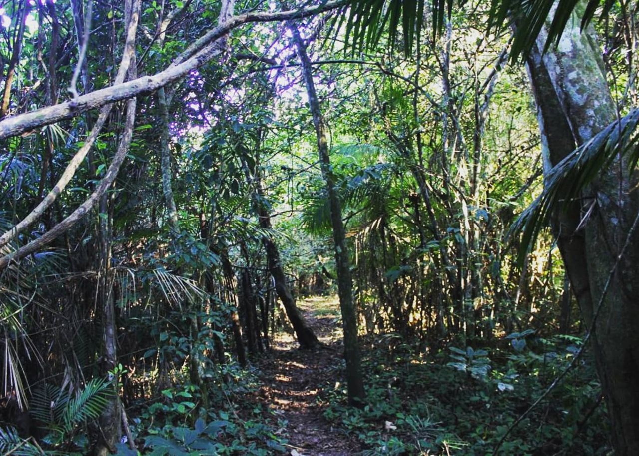 Forest trail, at Ampiri.