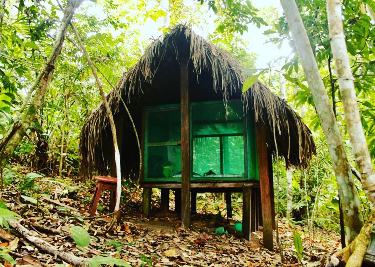 Hut in forest, at Ampiri.