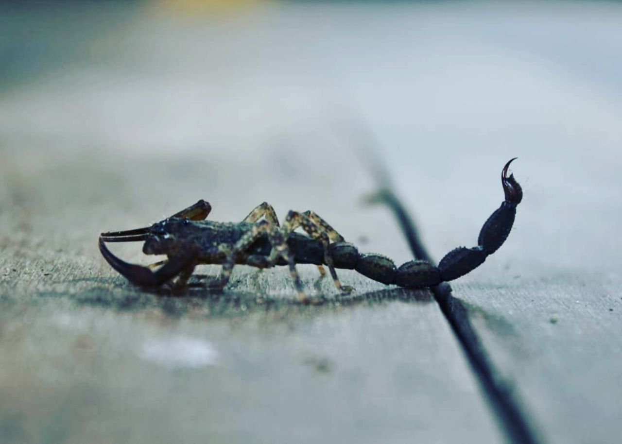 Insect or scorpion close-up, at Ampiri.