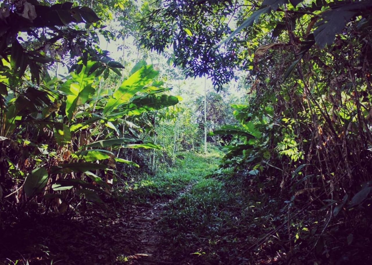 Forest path, at Ampiri.