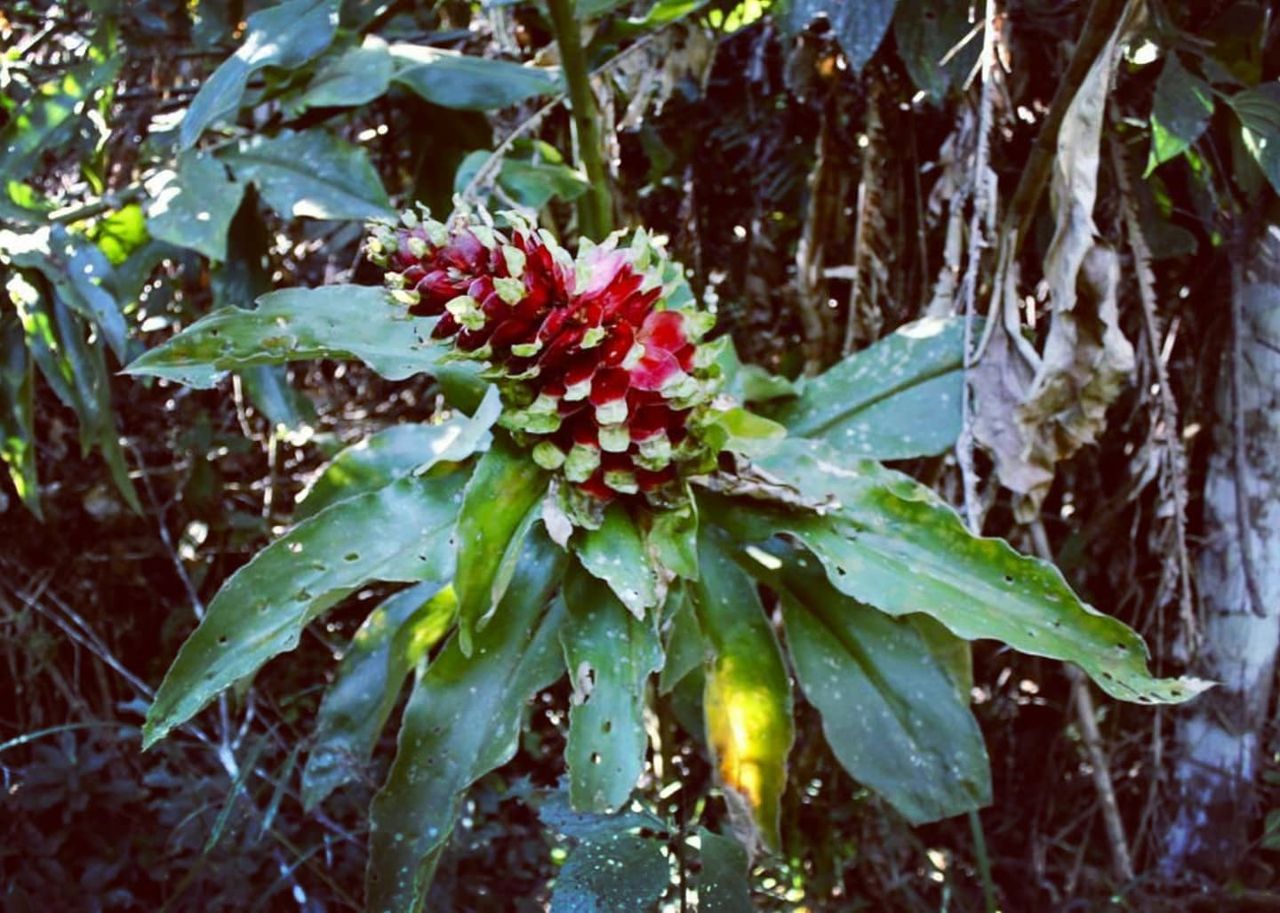 Red flower cluster on plant, at Ampiri.