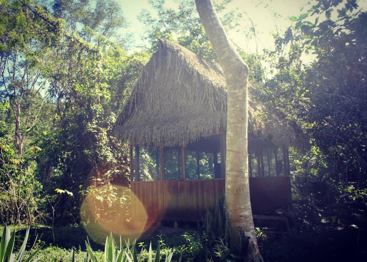 Hut in forest, at Ampiri.