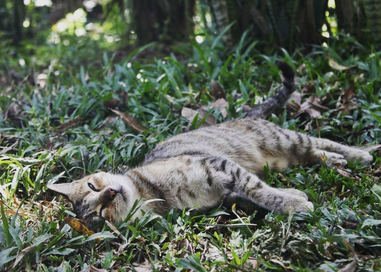Animal lying on ground, at Ampiri.