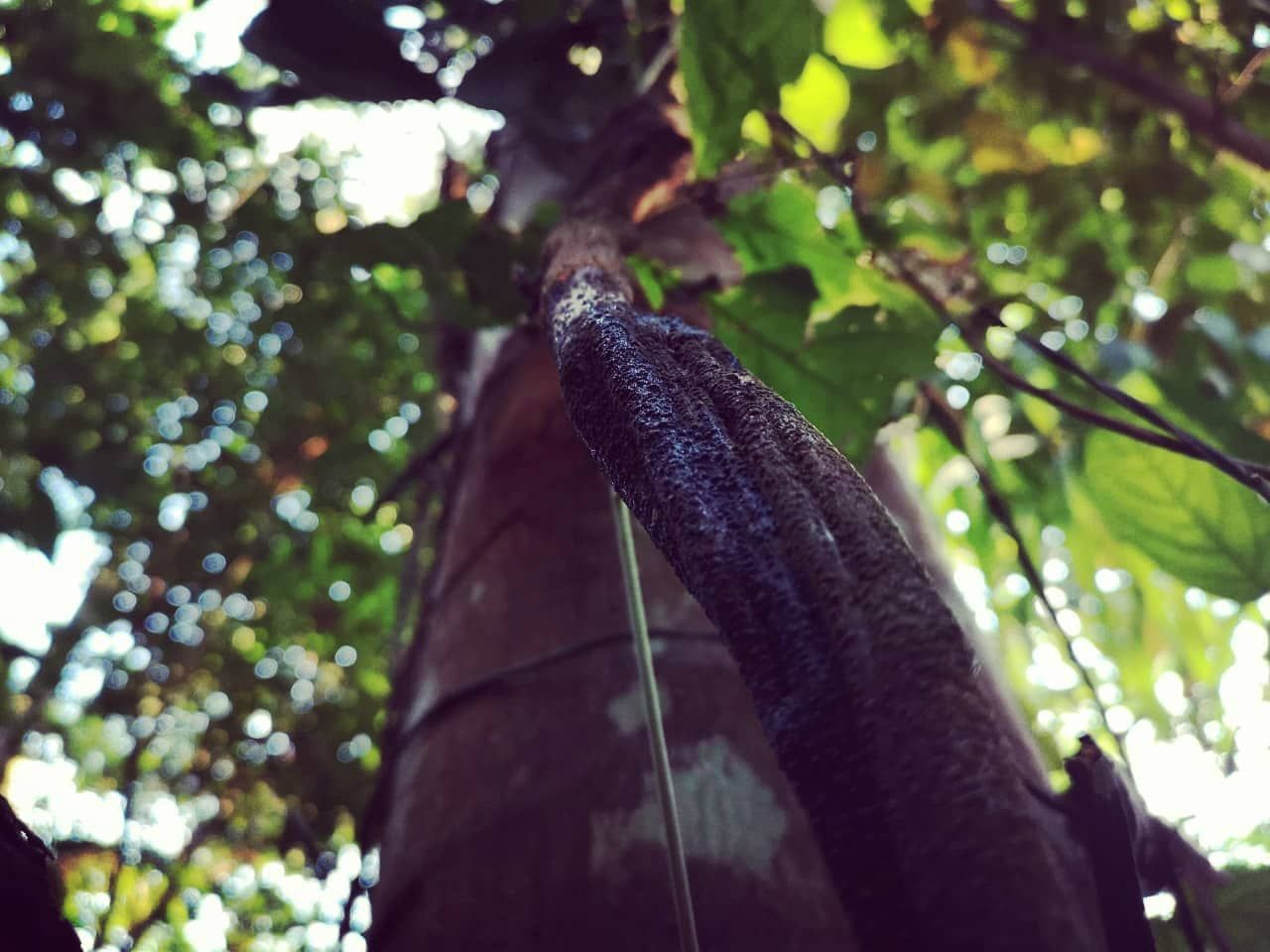 Tree trunk close-up, at Ampiri.