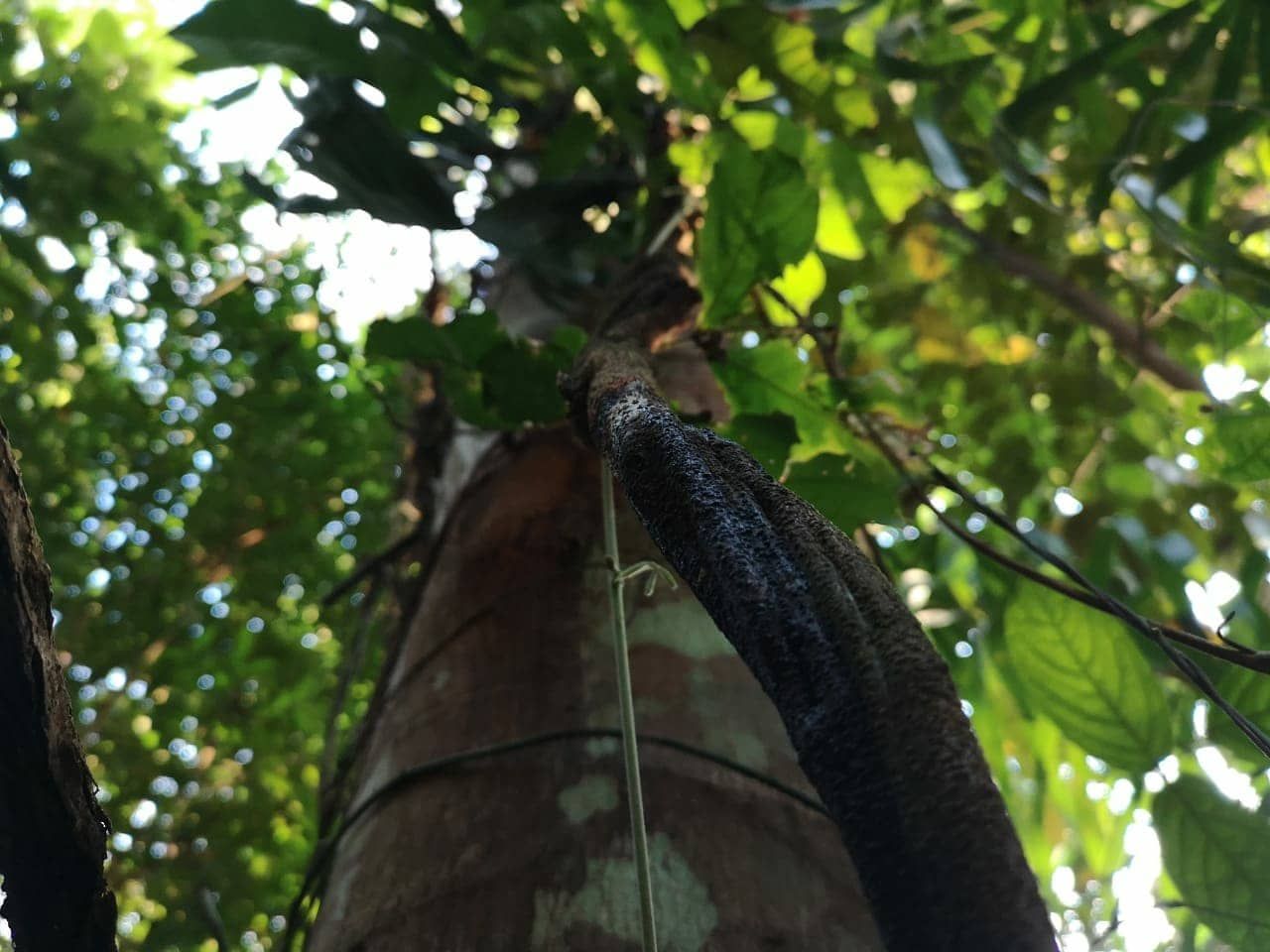 Tree trunk and leaves, at Ampiri.