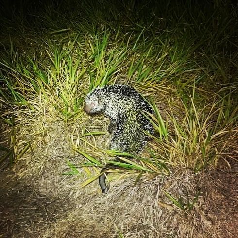 Frog in grass, at Ampiri.