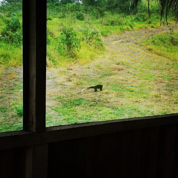 Green clearing through window, at Ampiri.
