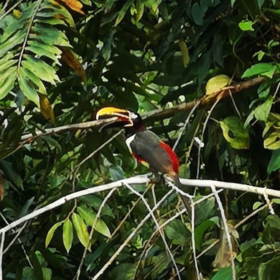 Toucan on branch, at Ampiri.
