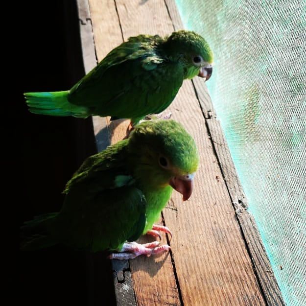 Parrots on rail, at Ampiri.