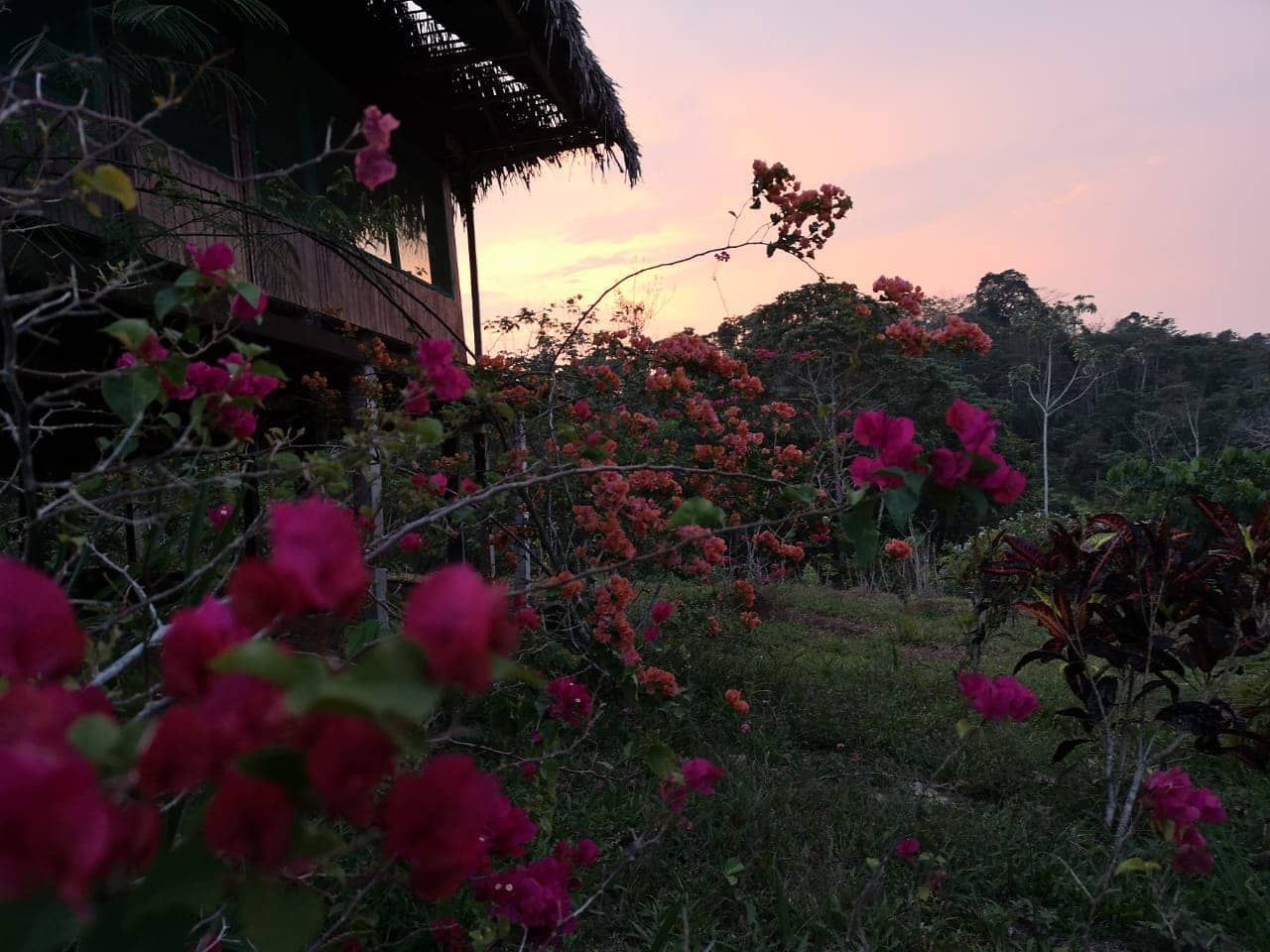 Flowers and sunset hut, at Ampiri.