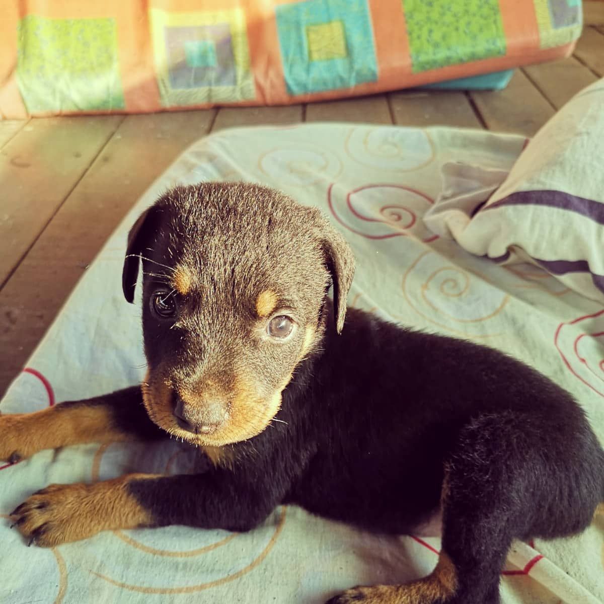 Puppy, at Ampiri.
