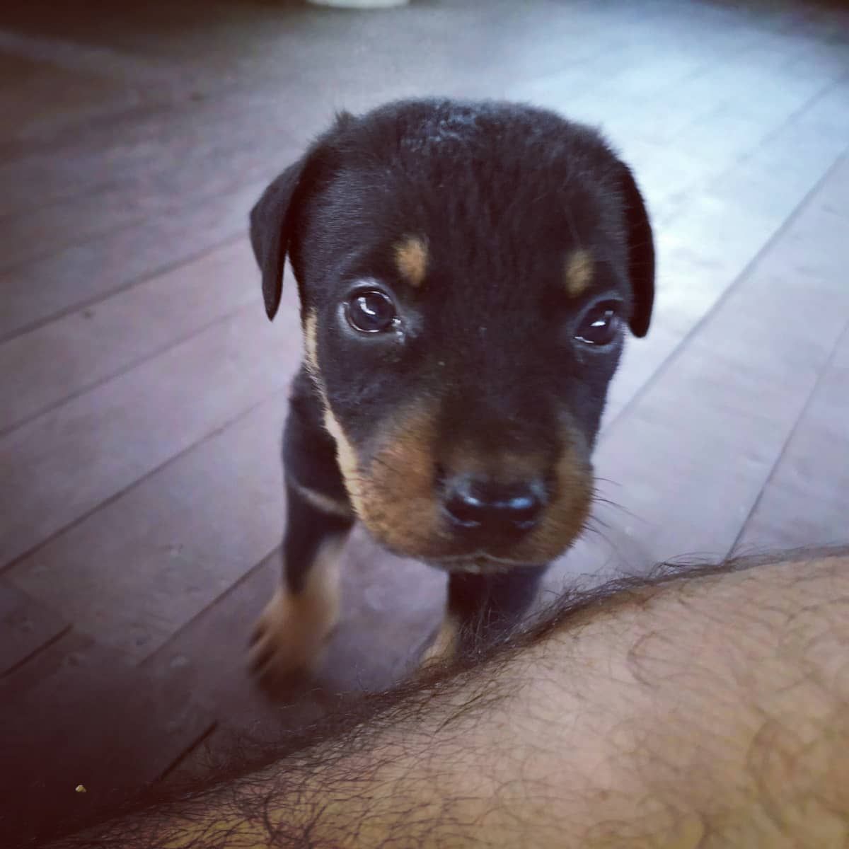 Puppy, at Ampiri.
