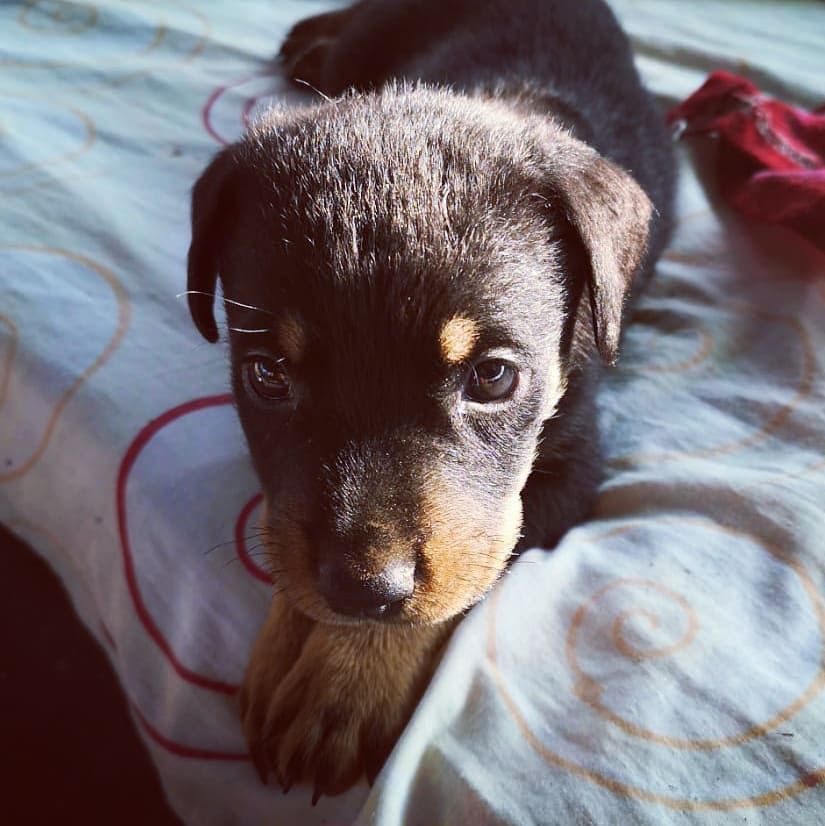 Puppy, at Ampiri.