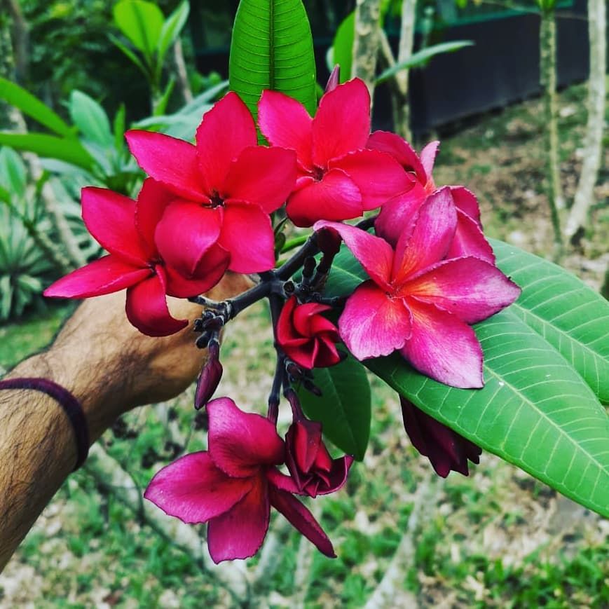 Pink flowers held in hand, at Ampiri.