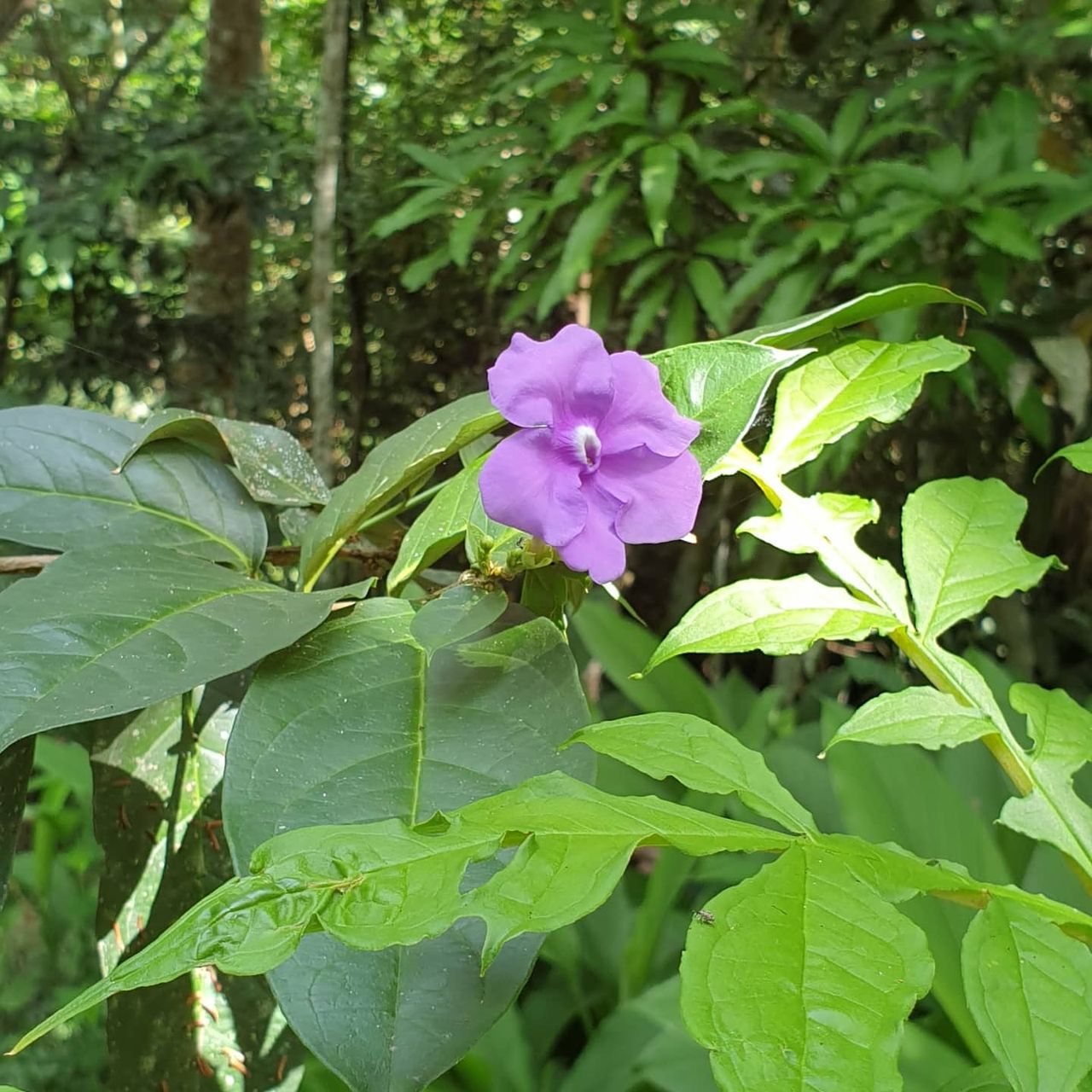 Purple flower, at Ampiri.