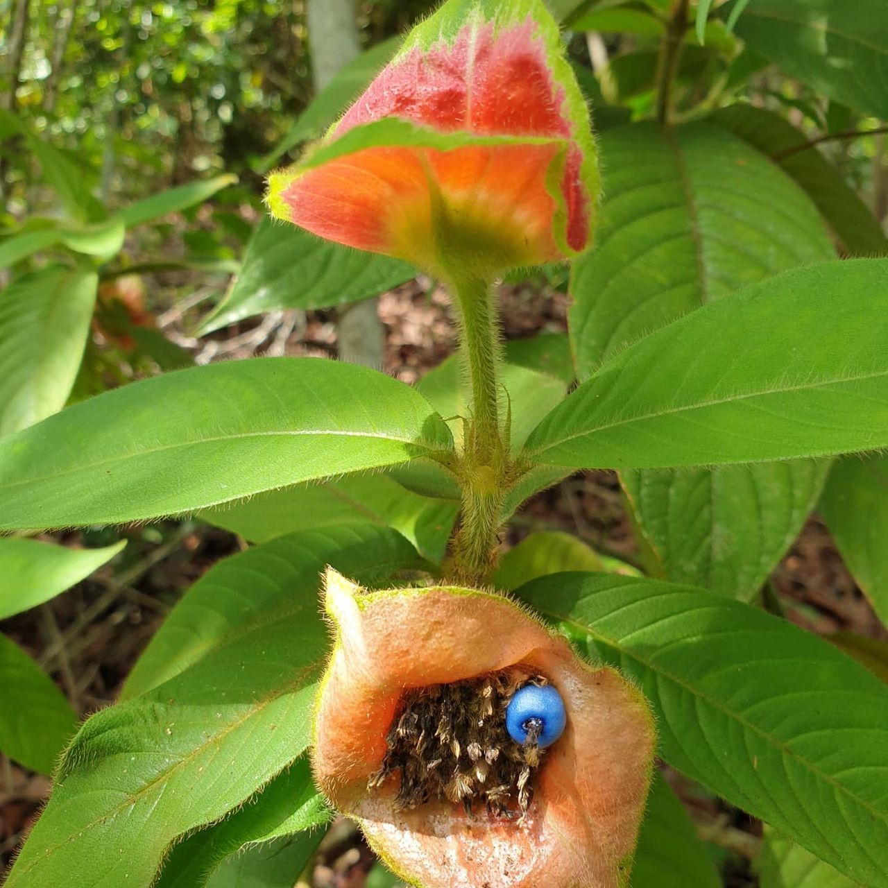 Orange flower bud, at Ampiri.