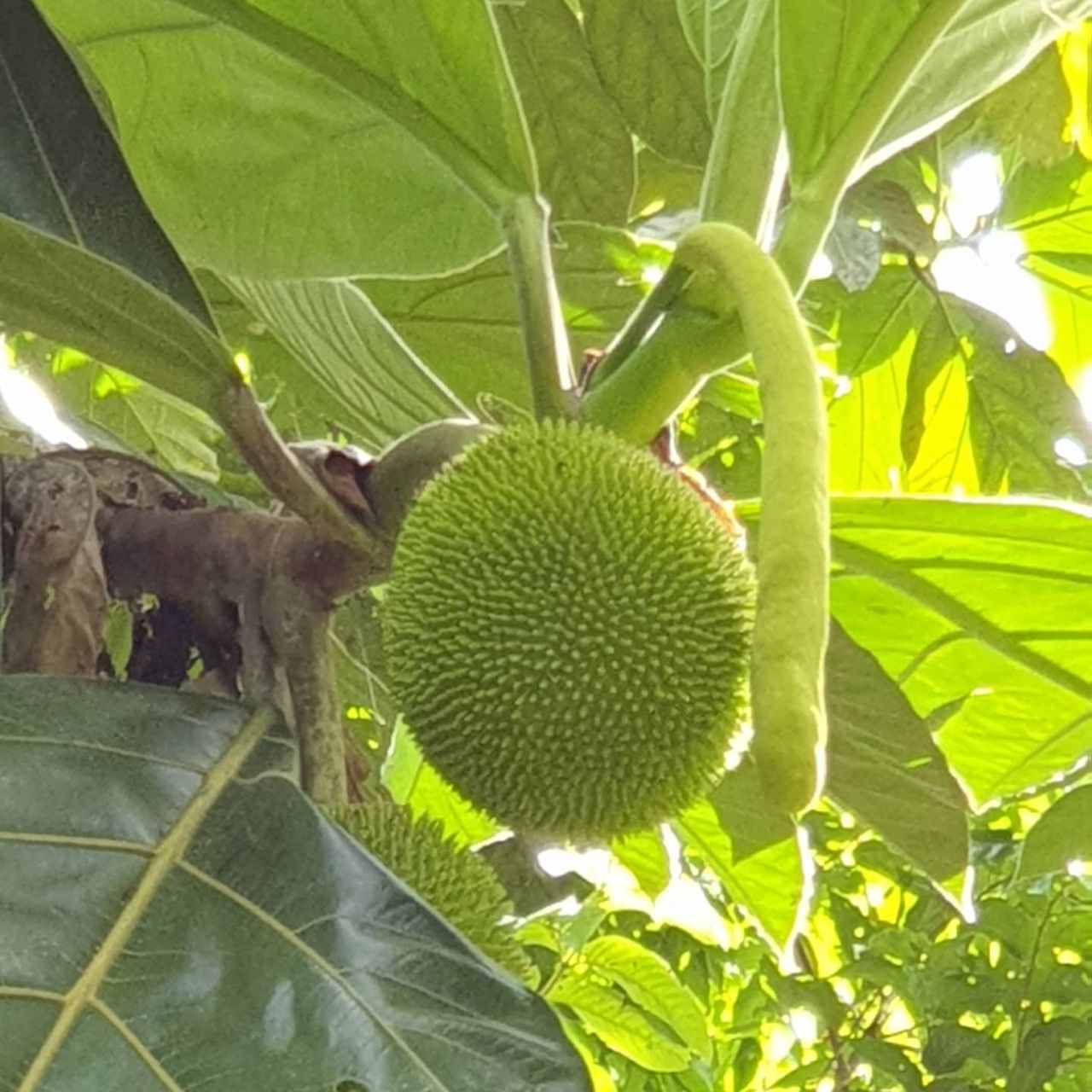 Jackfruit on tree, at Ampiri.